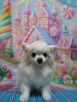 プリンセスちゃん