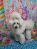 アンジュちゃん