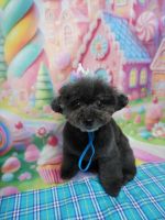 ノワールちゃん