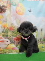 ノワールちゃん