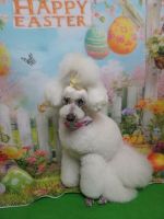 アンジュちゃん