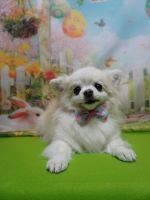 プリンセスちゃん