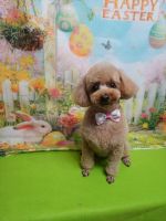 ココペルちゃん