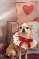 ヴィーナスちゃん