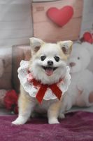 シェリーちゃん