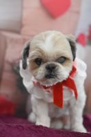 ミュウミュウちゃん