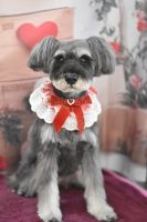 シロップちゃん