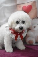 ドレミファソラシドちゃん