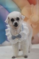 ペガサスちゃん