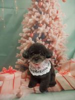 ノワールちゃん