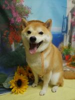 ごまじろうくん