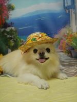 プリンセスちゃん