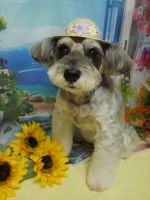 カプリスちゃん