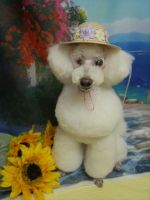 アンジュちゃん