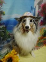 ファーファちゃん