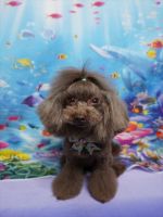 ティアレちゃん