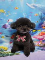 ノワールちゃん