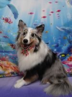 ファーファちゃん