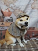 ごまじろうくん