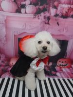 フィリアちゃん