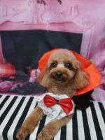 ココペルちゃん