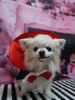 プリンセスちゃん