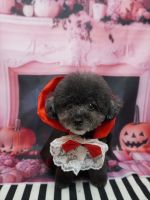 ノワールちゃん