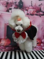 アンジュちゃん