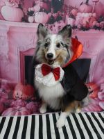 ファーファちゃん