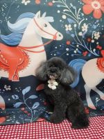 ジュエルちゃん