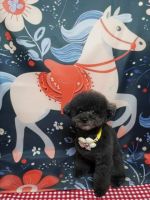 ノワールちゃん