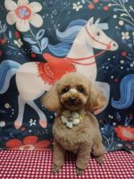 ココペルちゃん