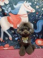 ティアレちゃん