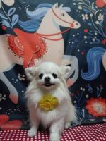 プリンセスちゃん