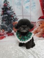 ノワールちゃん