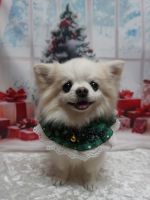 プリンセスちゃん