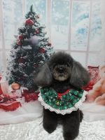 ジュエルちゃん