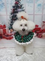 アンジュちゃん