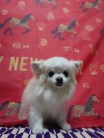 プリンセスちゃん