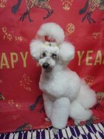 アンジュちゃん