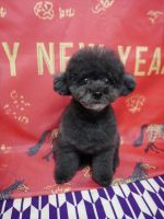 ノワールちゃん