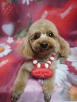 ココペルちゃん