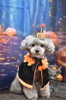 ルーシーちゃん