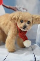 ティアラちゃん