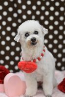 ペガサスちゃん