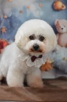 ドレミファソラシドちゃん