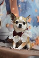 ヴィーナスちゃん