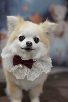 シェリーちゃん