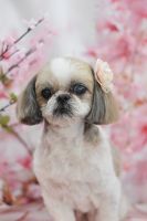 ミュウミュウちゃん