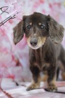 チャッピーちゃん